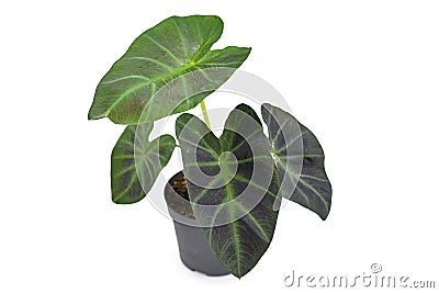 Tropical `Colocasia Esculenta Aloha` garden- or houseplant with dark green and almost black leaves in flower pot Stock Photo