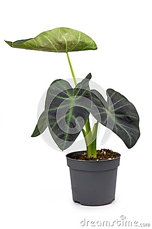 Tropical `Colocasia Esculenta Aloha` garden- or houseplant with dark green and almost black leaves in flower pot Stock Photo