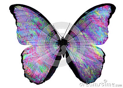 Tropical colorful butterfly isolated on white background Stock Photo