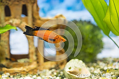 Tropical colorful fishes swimming in aquarium with plants. Goldfish, Carassius auratus, captive. Fish in the aquarium. Lonely fish Stock Photo