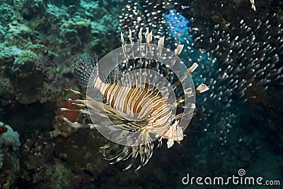 Tropical Common lionfish. Stock Photo