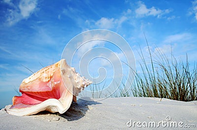 Tropical Conch Stock Photo