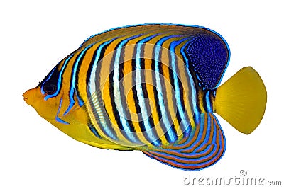 Tropical coral fish Angel fish, Royal angelfish, Pygoplites diacanthus isolated on white background Stock Photo