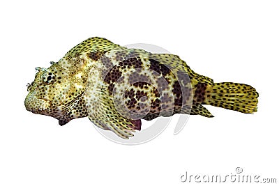 Tropical coral fish Stocky hawkfish on white background Stock Photo