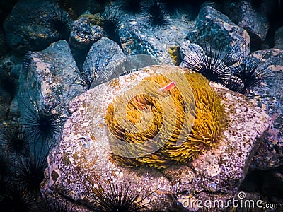 Tropical coral reef in Thailand Stock Photo