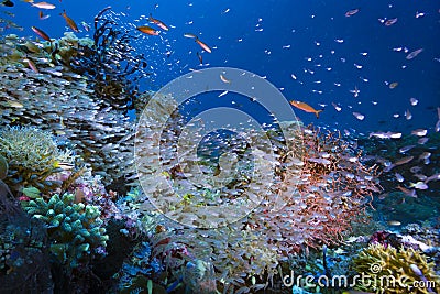 Tropical Coral Reef Underwater Landscape Biodiversity Stock Photo