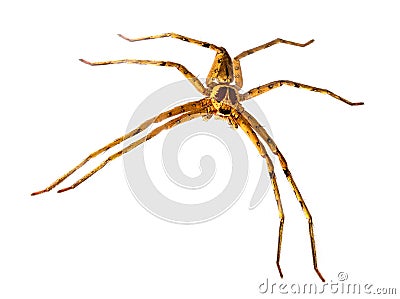 Tropical crab spider full body macrophoto. Big spider or thomisidae closeup. Stock Photo