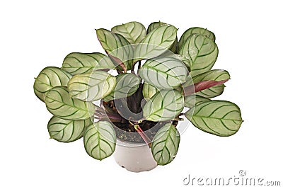 Tropical `Ctenanthe Burle Marxii Amagris` houseplant with dark green vein pattern in flower pot on white background Stock Photo