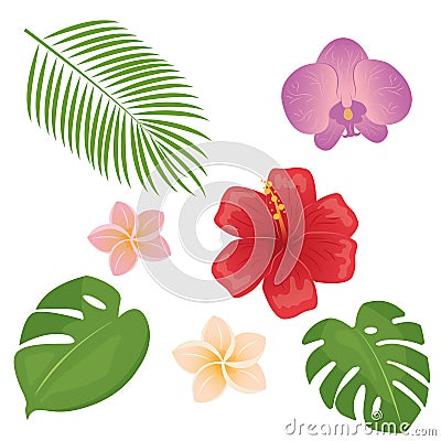 Tropical different type exotic leaves and flowers set. Jungle plants. Monstera and palm leaves. Orchid, hibiscus and Vector Illustration