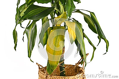 Tropical `Dracaena Massangeana` houseplant with yellowing leaves Stock Photo