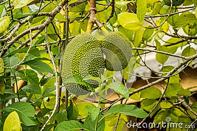 Tropical durian fruit Stock Photo