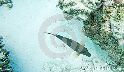 Tropical Dusky Surgeonfish with Fins Outstretched Stock Photo