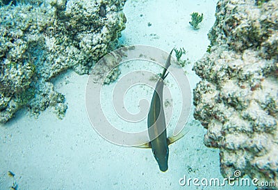 Tropical Dusky Surgeonfish Stock Photo