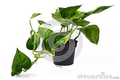 Tropical `Epipremnum Aureum Golen Pothos` house plant in flower pot isolated on white background Stock Photo