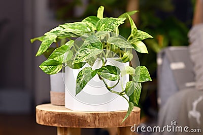 Tropical `Epipremnum Aureum Marble Queen` pothos houseplant with white variegation in flower pot Stock Photo
