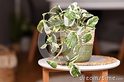 Tropical `Epipremnum Aureum N`Joy` pothos houseplant with variegated leaves in basket flower pot on coffee table Stock Photo