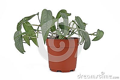 Tropical `Epipremnum Pinnatum Cebu Blue` houseplant with silver-blue leaves in flower pot on white background Stock Photo