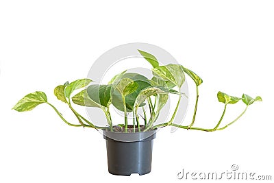 Tropical epipremnum plant in pot on white background Stock Photo