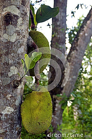 Tropical exotic african fruit juicy and fresh. Green bread fruit Stock Photo