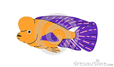 Tropical exotic fish, flowerhorn cichlids. Funny marine sea water animal with hump on head. Ocean underwater fauna Vector Illustration