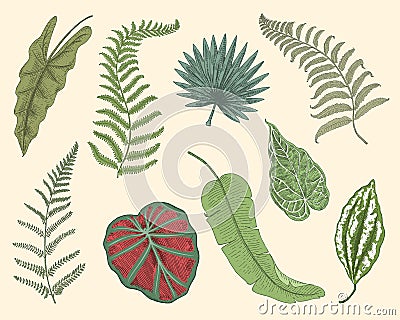 Tropical or exotic leaves, leaf of different vintage looking plants. monstera and fern, palm with banana botany set Vector Illustration