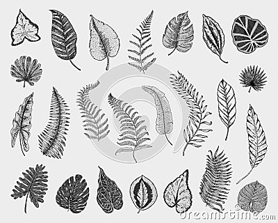 Tropical or exotic leaves, leaf of different vintage looking plants. monstera and fern, palm with banana botany set Vector Illustration
