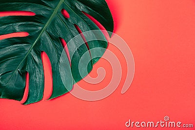 Tropical exotic plant green monstera leaf on coral red background. Stock Photo