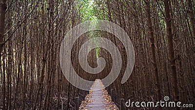 Tropical exotic travel concept wooden bridge in flooded rain forest jungle of mangrove trees. Tropical flooded rainforest and Stock Photo
