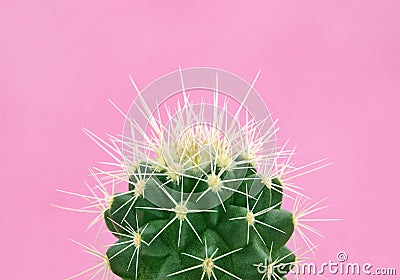 Tropical fashion cactus on pink paper background. Trendy minimal pop art style and colors. Stock Photo