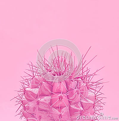 Tropical fashion pink cactus on paper background. Trendy minimal pop art style and colors. Stock Photo