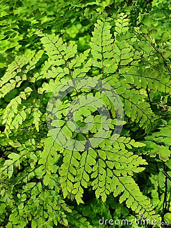 Adiantum raddianum Stock Photo