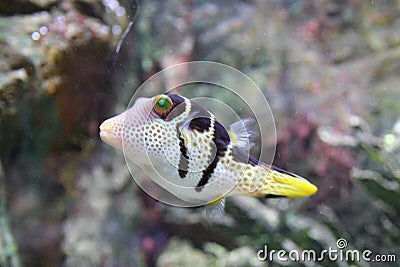 Tropical Fish Stock Photo