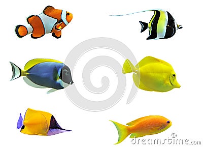 Tropical fish Stock Photo