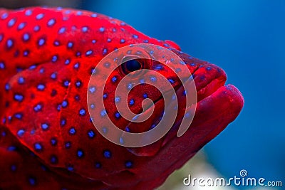 Tropical fish Stock Photo