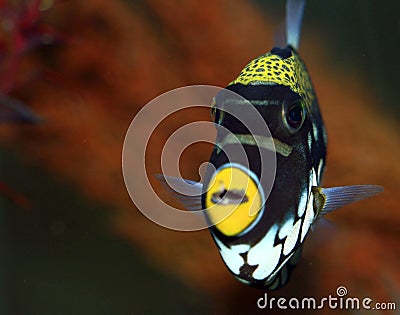 Tropical Fish Stock Photo