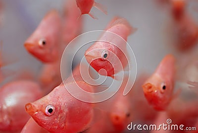 Tropical fish Stock Photo