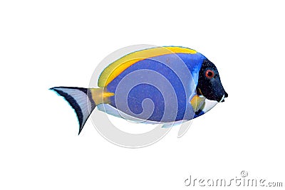Tropical fish Stock Photo