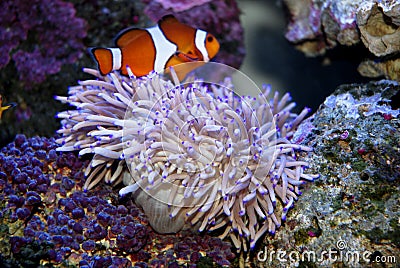 Tropical Fish and anemone Stock Photo