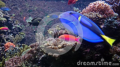 Tropical fish with anemones Stock Photo