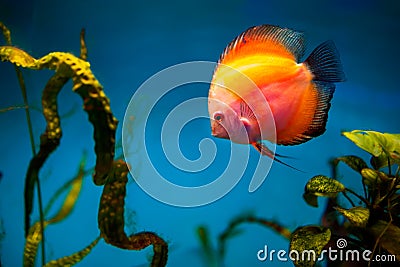 Tropical fish in the aquarium discus equilateral fish Stock Photo