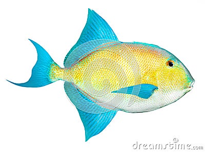 Tropical fish from Caribbean sea. Stock Photo