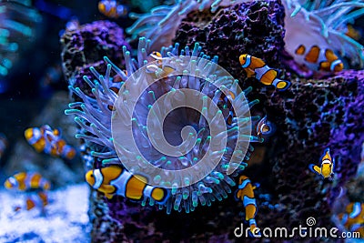 Tropical fish Clownfish Amphiprioninae Stock Photo