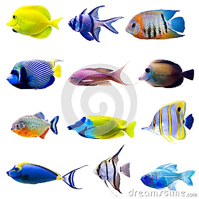 Tropical fish collection Stock Photo