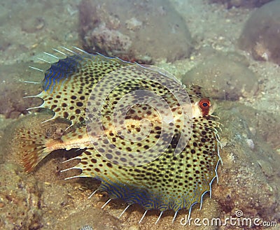 Tropical fish Commonhelmet Gurnard Stock Photo