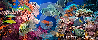 Tropical Fish and Coral Reef Stock Photo