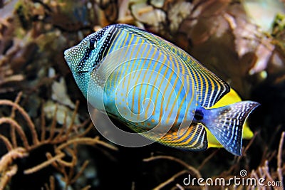 Tropical fish in coral reefs Stock Photo