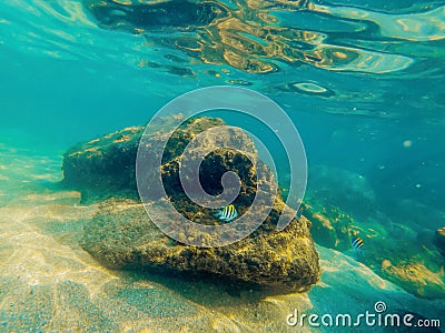 Tropical fish and corals in the sea under water Stock Photo