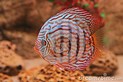 Tropical fish discus (Symphysodon) Stock Photo