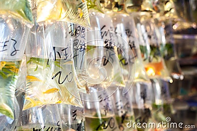 Tropical fish hanging in bags at Tung Choi Street goldfish market, Hong Kong Stock Photo