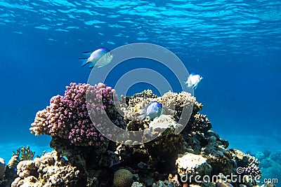 Tropical Fish In The Ocean. Beautiful Silver Moonfish Moony, Monodactylidae In The Red Sea Near Coral Reef. Purple Hard Corals Stock Photo